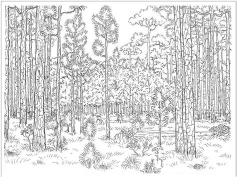 Coloriage Photo de Forêt - télécharger et imprimer gratuit sur ColoriageEnfant.Com