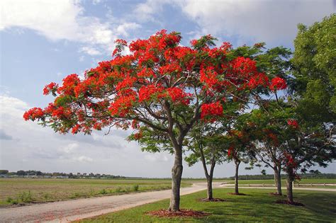 Summer music of the trees | Pitara Kids' Network