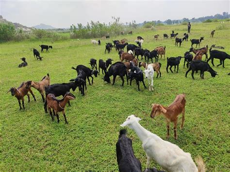 Black Bengal Goat Khasi,Male,Female, Meat, 7 To 12 Months at Rs 450/kg in Kolkata