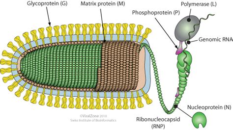 rhabdovirus on emaze