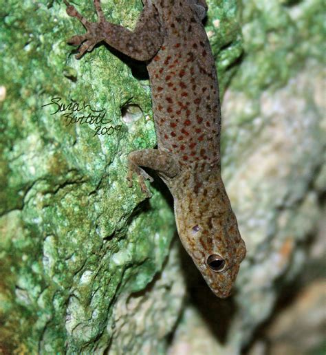 Unidentified New Species of Cave Gecko (Cayman Brac) | Flickr