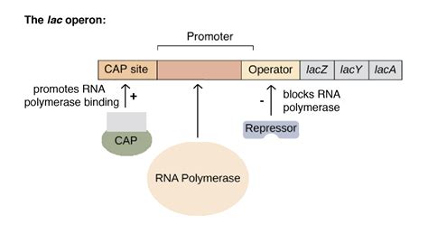 CuriouSTEM - What is the lac operon?