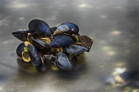 IMGP2727 | Blue oyster at low tide, Raet Nationalpark, ARend… | Flickr