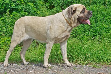 Meet the English Mastiff (Mastiff)!