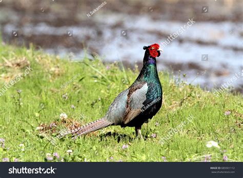 38,404 Green Pheasant Images, Stock Photos & Vectors | Shutterstock