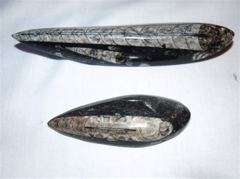 Ragged Robin's Nature Notes: Fossils - Part 2: Orthoceras and Belemnites