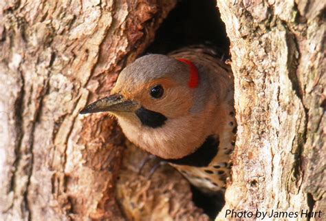 Tennessee Watchable Wildlife | Northern Flicker - Habitat: