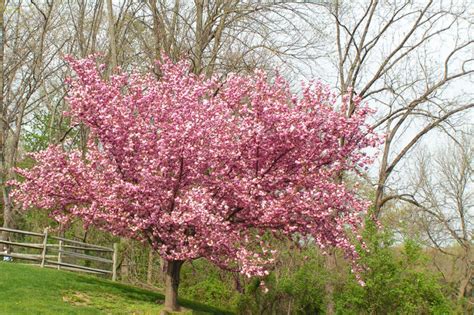 Wild Cherry Tree Identification » Top Tips