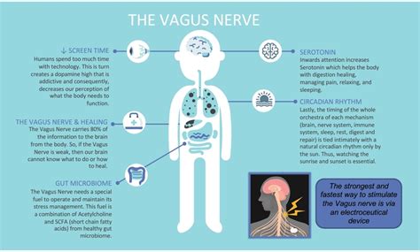 Vagus Nerve | David Yoder Wellness Center