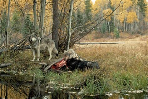 How Wolves Hunt - Living with Wolves