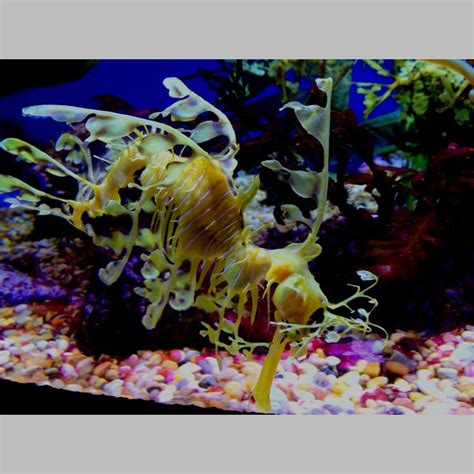 Leafy Sea Dragon at Aquarium of the Pacific | Fish pet, Leafy sea ...