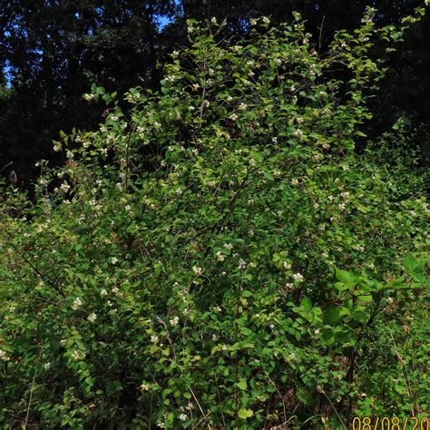 Symphoricarpos albus (Common Snowberry) – 10,000 Things of the Pacific Northwest