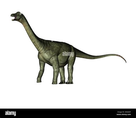 Saltasaurus dinosaur, isolated on white background Stock Photo - Alamy