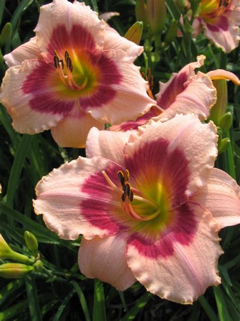 Learn All About 70 Different Daylily Varieties | HGTV