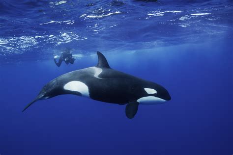 Orca guide: diet, how they hunt, and what they're related to - Discover Wildlife