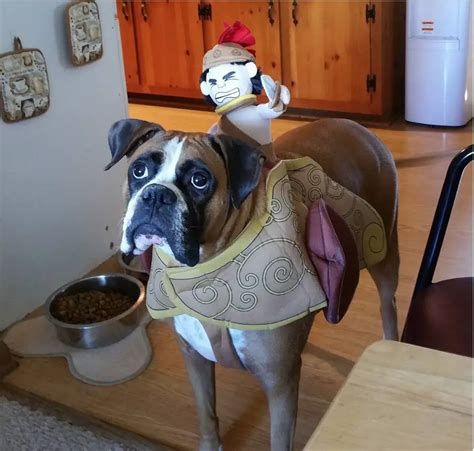 17 Best Halloween Costumes for Boxer Dogs | Page 5 of 5 | The Paws