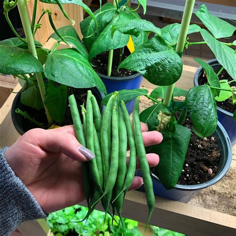 Green bean harvest! 🤗 Growing green beans indoors this winter is proving to be a success! The ...