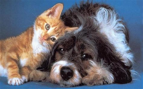 Dog and Cat Wallpaper - Teddybear64 Wallpaper (16834783) - Fanpop