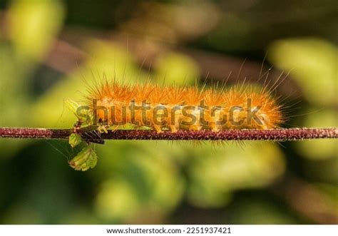 Ulat Bulu Kuning Berjalan Di Dahan Stock Photo 2251937421 | Shutterstock