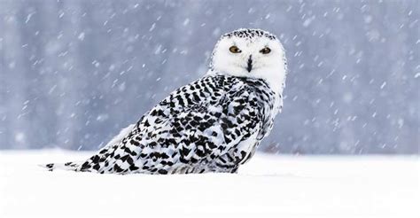 Polar Sentinel: The Extraordinary Journey of the Snowy Owl - The Worlds ...