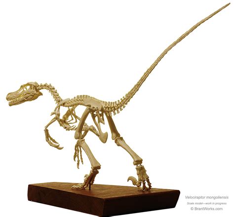 BrantWorks: Velociraptor Skeleton