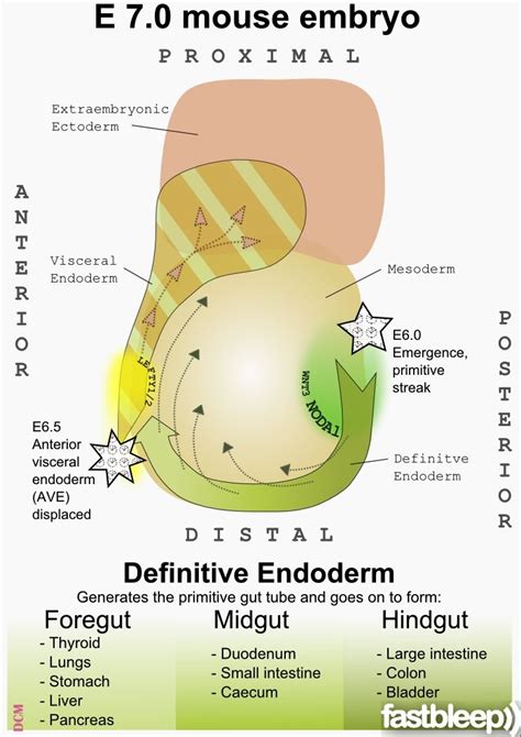 Endoderm: germ layer in organogenesis that becomes the epithelial lining of the digestive tract ...