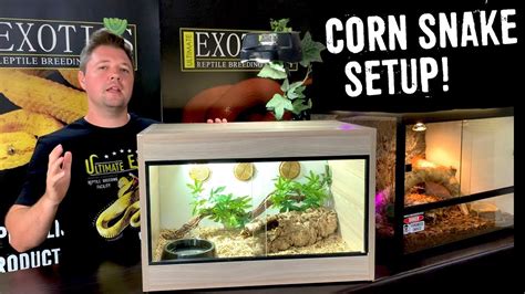 CORN SNAKE SETUP FOR BEGINNERS! - YouTube