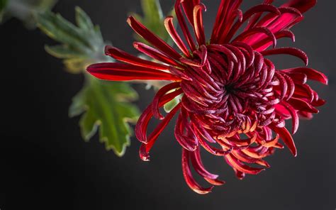 Chrysanthemum Wallpapers (81 images) - WallpaperCosmos