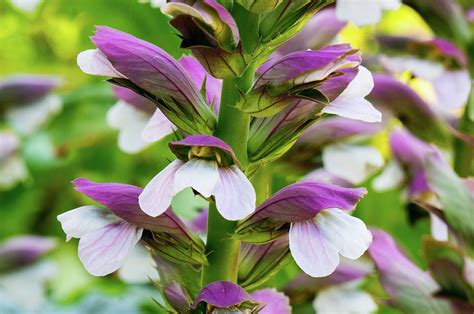 Cluster of flowers Photograph by Mohan Ajmani - Fine Art America