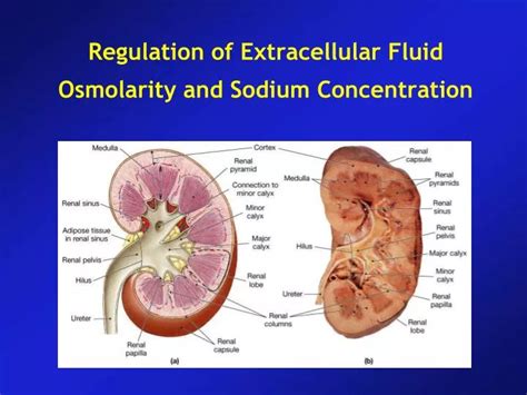 PPT - Regulation of Extracellular Fluid Osmolarity and Sodium Concentration PowerPoint ...