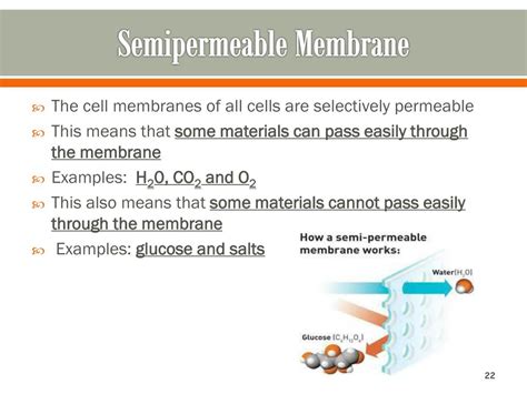 PPT - Understanding Homeostasis at the Cellular Level PowerPoint Presentation - ID:6259173