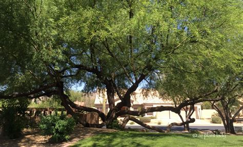 mesquite_tree_branch_growth - Ramblings from a Desert Garden