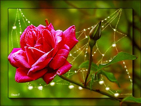 Pink single flower | Flowers, Single flower, Rose