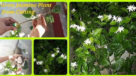 How to Grow Jasmine Plant 🌱 from Cuttings (Full update). Jasmine Plant care & Tips. Mogra. Glam ...