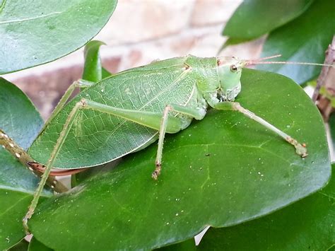 Fotos gratis : naturaleza, hoja, fauna silvestre, antena, verde, insecto, botánica, invertebrado ...