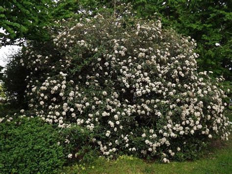 Viburnum 'Pragense' - Prague viburnum | The Dawes Arboretum