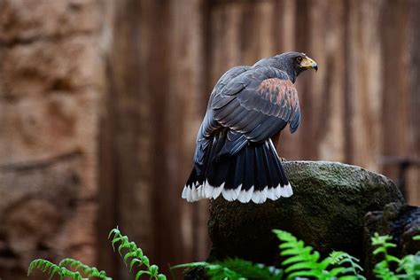 Falcon | Falcon, Animals, Animal kingdom