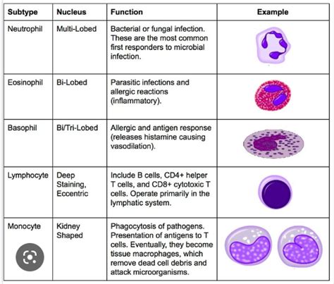 While Blood Cells Info and Lab Testing