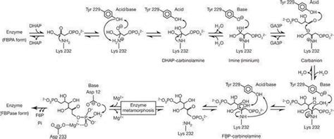 Fructose 1,6 bisphosphatase - Alchetron, the free social encyclopedia