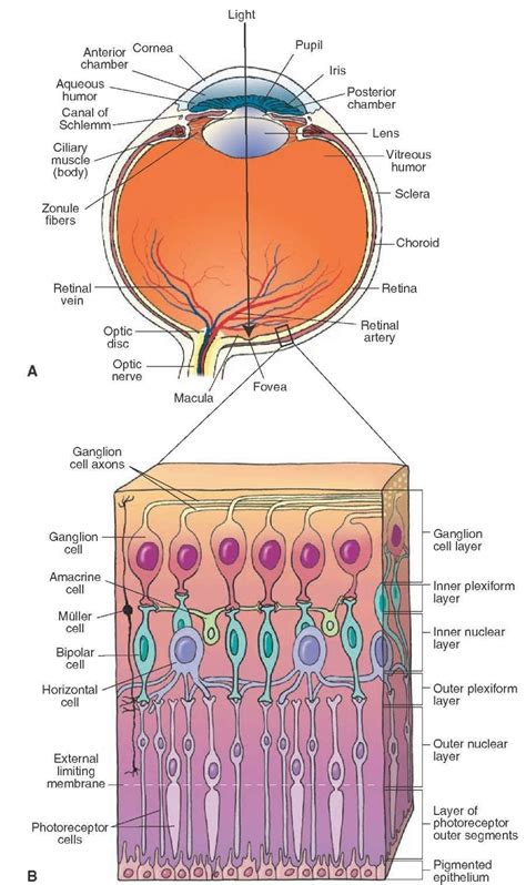 Layers of the retina - sekavine