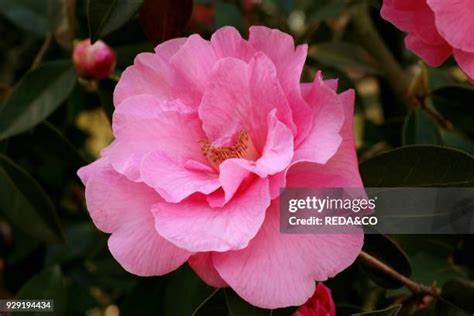 28 Camellia Reticulata Stock Photos, High-Res Pictures, and Images - Getty Images