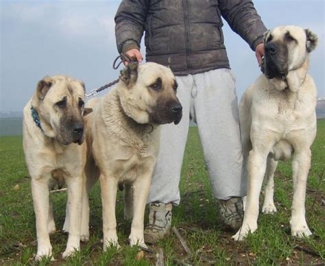 TURKISH SHEPHERD DOG BOZ - Alianz Federation