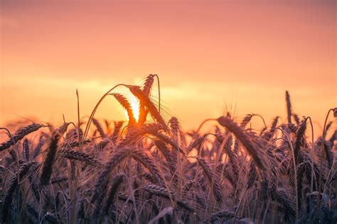 Cornfield Sunset 4k 5k Wallpaper,HD Nature Wallpapers,4k Wallpapers ...