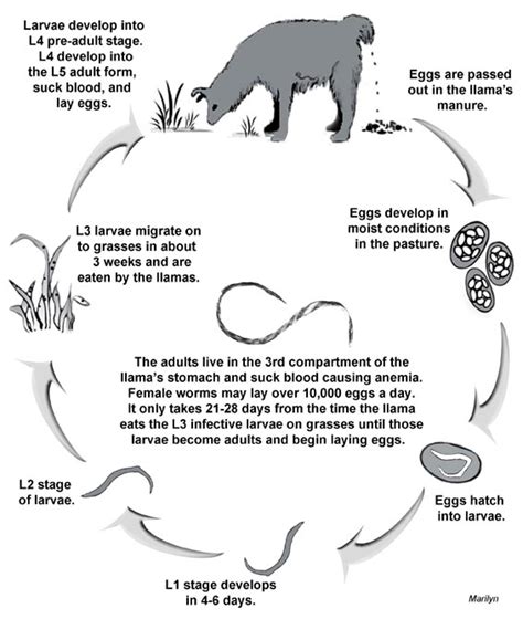 Barberpole Worm - Haemonchus contortus