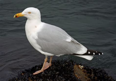 Ohio Birds and Biodiversity: Lesser Black-backed Gull