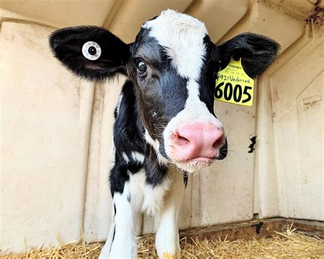 Meet Menchaca's Adopted Dairy Calf, Baby - Col. Miguel Menchaca Early ...