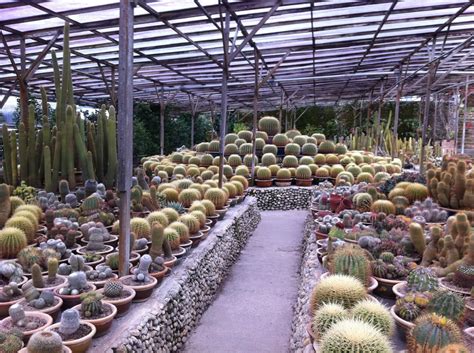 Cactus Valley | Jardineria y plantas, Suculentas, Suculentas jardin