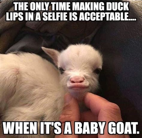 Pin by Berdie Creech on Quotes & Memes | Baby goats, Silly girls, Goats