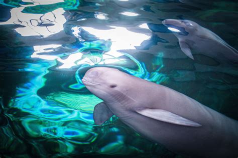 Chinese River Dolphin