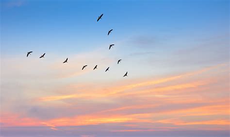 Birds in the sky – free photo on Barnimages